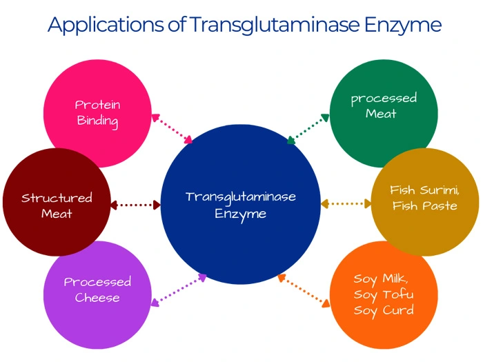 Transglutaminase And It's Many Uses